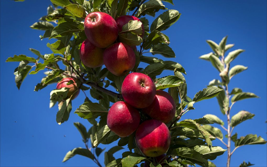 „200 tot 250 gram fruit per dag verkleint de kans op onder andere hart- en vaatziekten. Telers zijn cruciaal voor de beschikbaarheid van dit fruit, maar hun harde werk en successen blijven vaak onderbelicht.” beeld ANP, Erik van ’t Woud