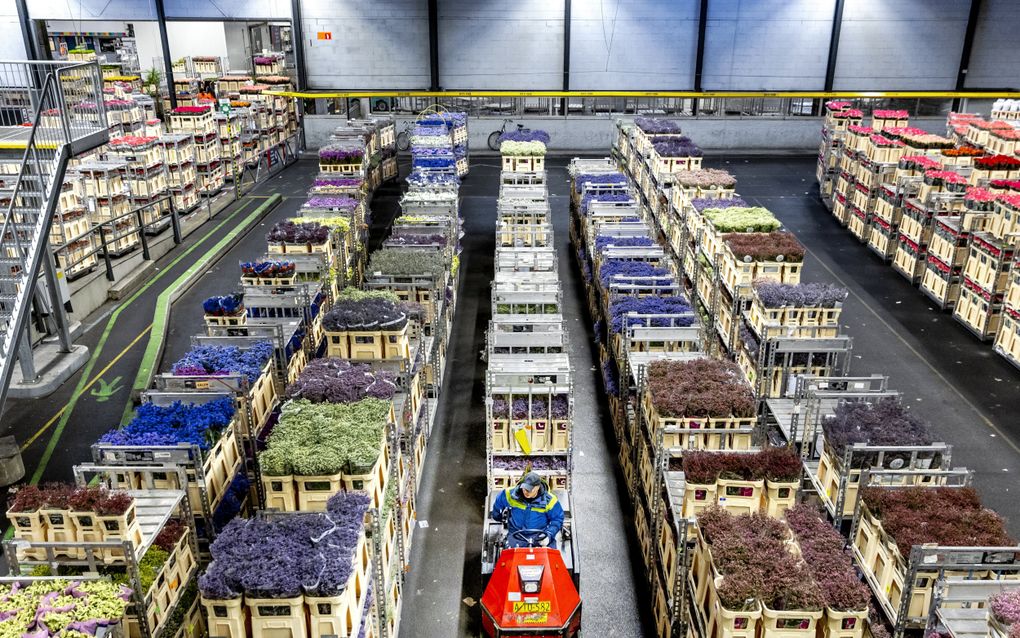 Medewerkers verwerken bloemen in de veilinghal van Royal FloraHolland in Aalsmeer. De bloemen, die in veel gevallen uit het buitenland komen, kunnen resten van bestrijdingsmiddelen bevatten. beeld ANP, Remko de Waal