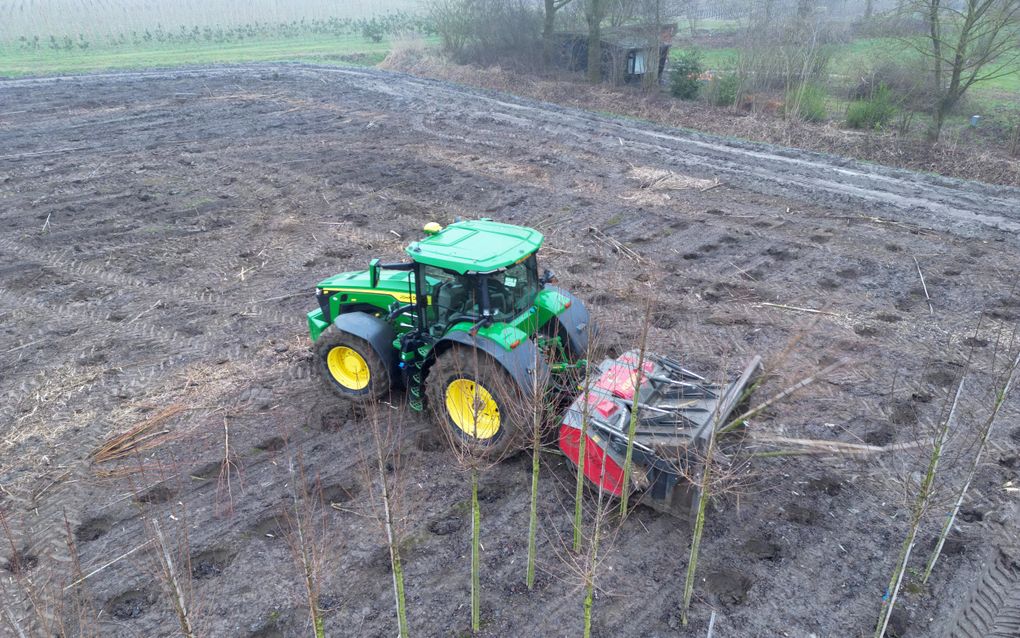 Met een hakselmachine worden enkele duizenden jonge boompjes in Heteren vernietigd. beeld VidiPhoto 