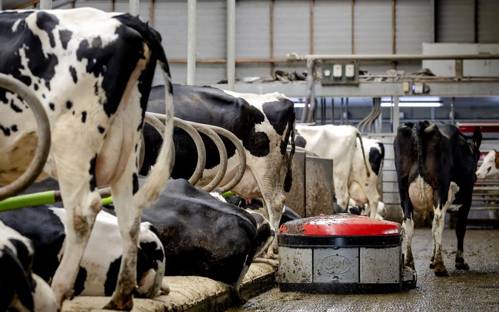 Lely Sphere  is een voorbeeld van een innovatie om de uitstoot van ammoniak in veestallen te verminderen. Deze techniek scheidt vaste mest en urine van elkaar. Voor sommige innovaties hebben boeren een nieuwe natuurvergunning nodig, maar de verlening daarvan ligt momenteel stil.  beeld ANP, Robin van Lonkhuijsen