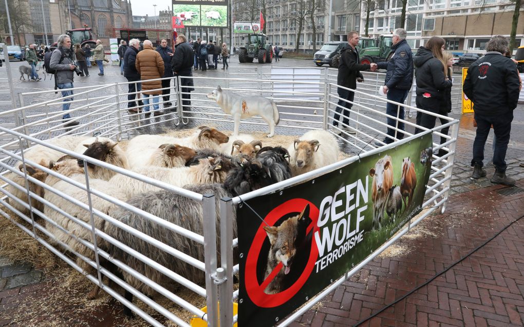 Schapenhouder Pieter van der Meer uit Kootwijkerbroek bracht zelfs een deel van zijn gedecimeerde kudde mee. beeld VidiPhoto