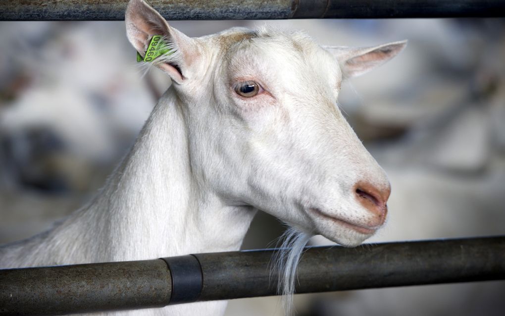 Zo’n 1,5 miljoen Nederlanders wonen binnen 2 kilometer afstand van een geitenboerderij. Zij hebben een licht verhoogde kans op longontsteking, blijkt uit onderzoek. beeld ANP, Lex van Lieshout 