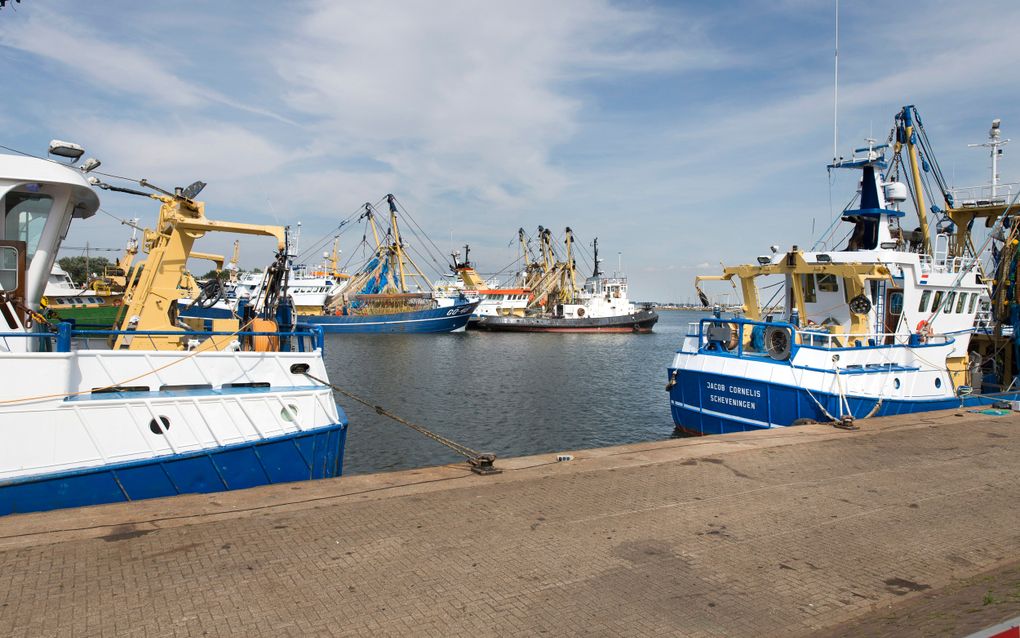 Kotters in de haven van Stellendam. De kottervloot is de afgelopen decennia met 61 procent gekrompen. beeld RD, Henk Visscher