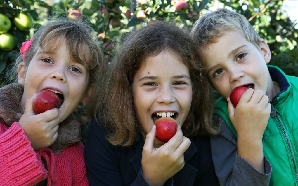 Het Voedingscentrum adviseert het eten van twee stuks fruit per dag. Op dit moment is dat de helft. Fruittelers en supermarkten willen daar graag aan meewerken, maar zien nog wel de nodige haken en ogen. Grootste hindernis is het huidige overheidsbeleid. beeld VidiPhoto