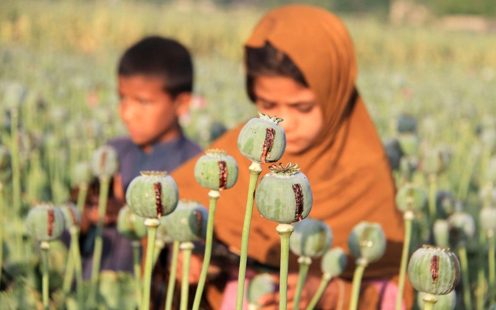 Afghaanse kinderen oogsten opiumpapaver. beeld EPA, Ghulamullah Habibi