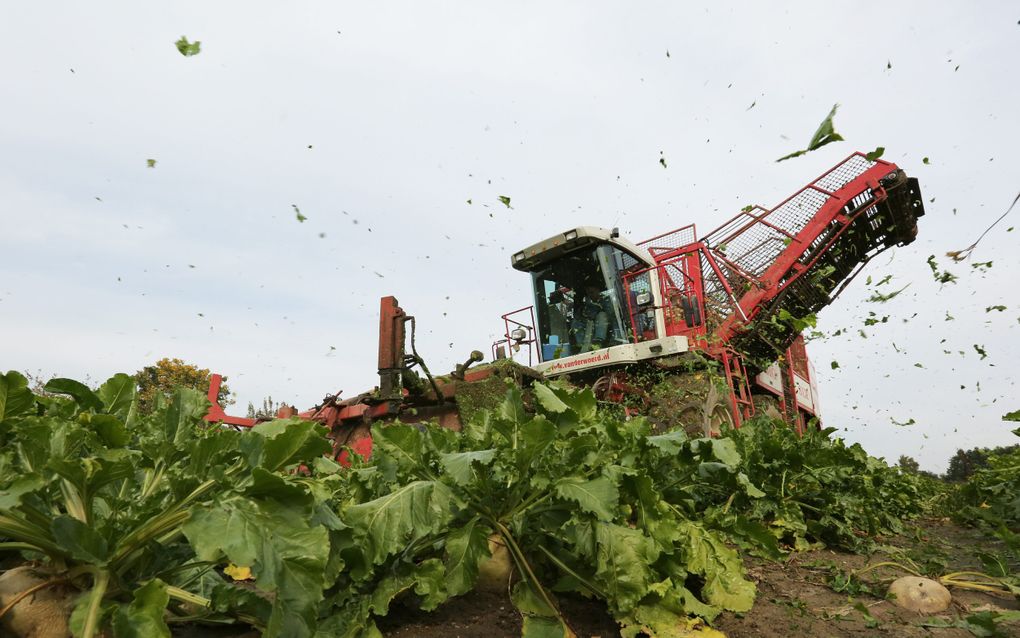 Oogst van suikerbieten bij een teler in de Betuwe. beeld VidiPhoto