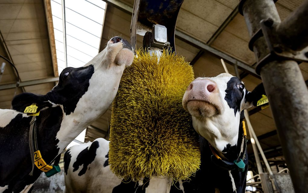 Veehouders willen onder meer weten of ze stikstofruimte uit een oude vergunning kunnen gebruiken voor modernisering van hun stal. beeld ANP, Robin van Lonkhuijsen 