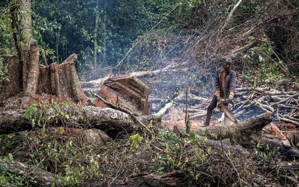 Illegale houtkap in Sierra Leone. beeld AFP, Amaury Falt-Brown 