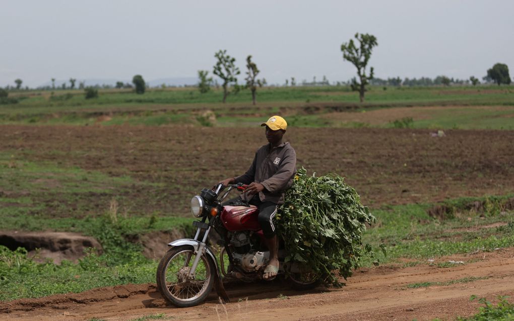 Een Nigeriaanse boer vervoert groenten en aardappelen op zijn motorfiets in het Gwagwalada-gebied in Nigeria. beeld AFP, Kola Sulaimon