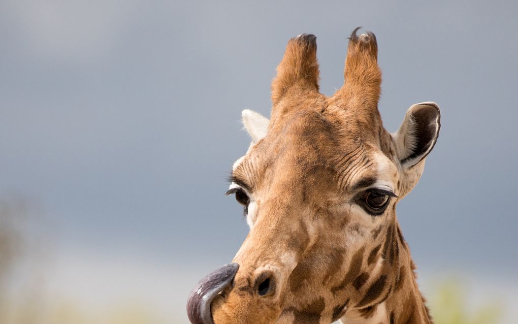 beeld iStock