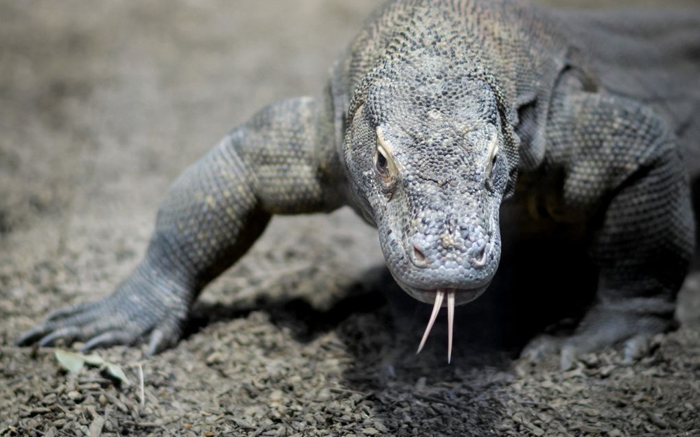 „Het raakt me dat de komodovaraan uit Indonesië met uitsterven bedreigd wordt.” beeld AFP, Fabrice Coffrini