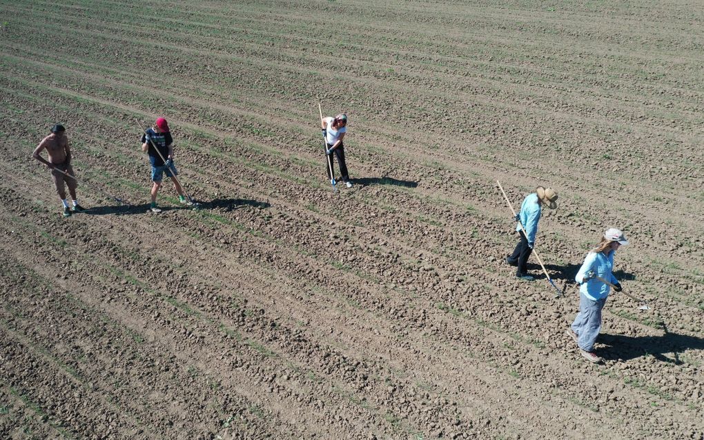 Het biologische akkerbouwbedrijf Poppe Landbouw in Nagele wordt geleid door de broers Marien en Joos. Vorige jaar wonnen ze een prestigieuze innovatieprijs met hun stroomstootrobot de ARW-912. Zonder de inzet van deze wiedrobot zijn de kosten voor schoffelend personeel erg hoog. beeld VidiPhoto