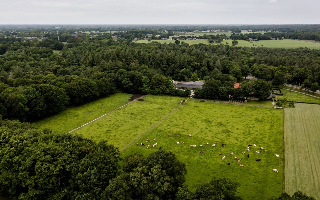 De Gelderse gemeente Ede gaat zelf op zoek naar een oplossing voor het stikstofprobleem. Foto: koeien in een weiland in de gemeente Ede. beeld ANP, Sem van der Wal 