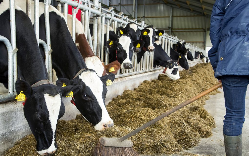 Nog bijna 2000 boeren wachten al jaren op een beloofde natuurvergunning. De persoon op de foto komt niet in dit artikel voor. beeld ANP, Koen Suyk