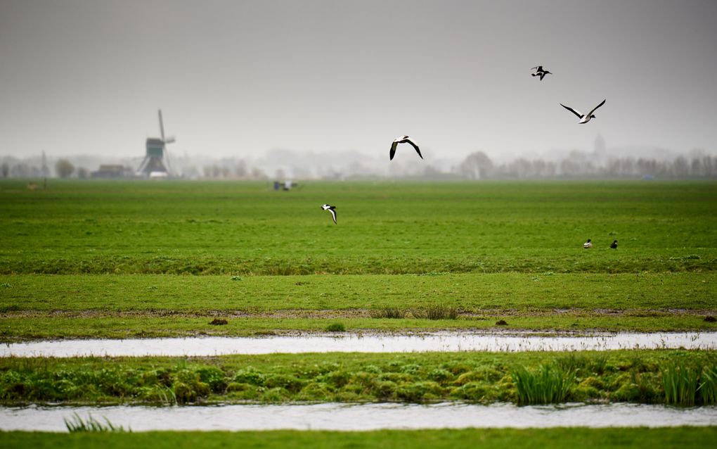 „De natuurwaarde van het overgrote deel van de landbouwgrond is intussen vrijwel nihil. In dertig jaar is het aantal boerenlandvogels met 70 procent gedaald.” Foto: weilanden van de Krimpenerwaard. beeld ANP, Phil Nijhuis