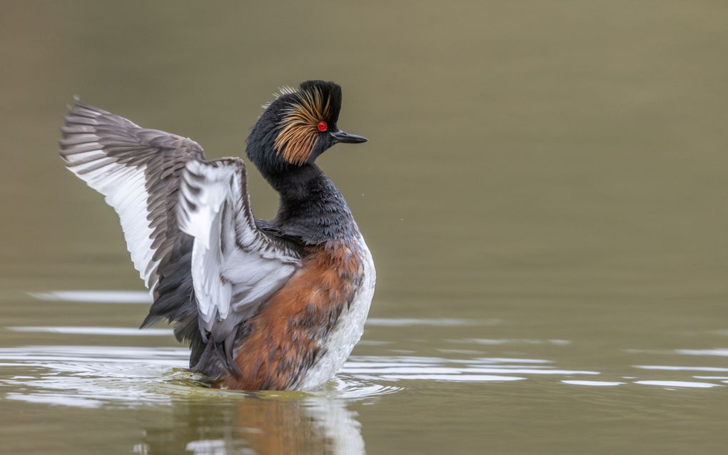 De geoorde fuut is sinds 2018 niet meer gezien in de Brabantse Wal. Dit is het gevolg van het droogvallen van vennen in de zomer, waar de soort graag broedt. beeld iStock