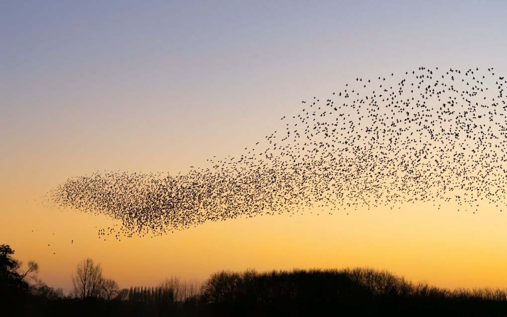 beeld Getty Images