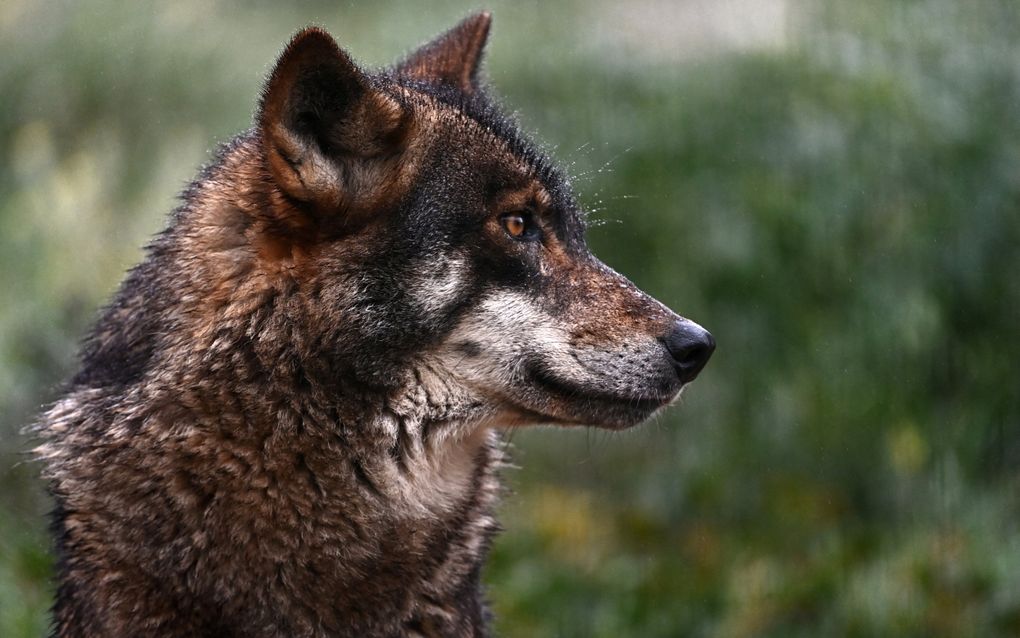 De Europese Commissie doet een voorstel om de beschermingsstatus van de wolf te verlagen naar ‘beschermd' in de Habitatrichtlijn. beeld AFP, Jorge Guerrero 