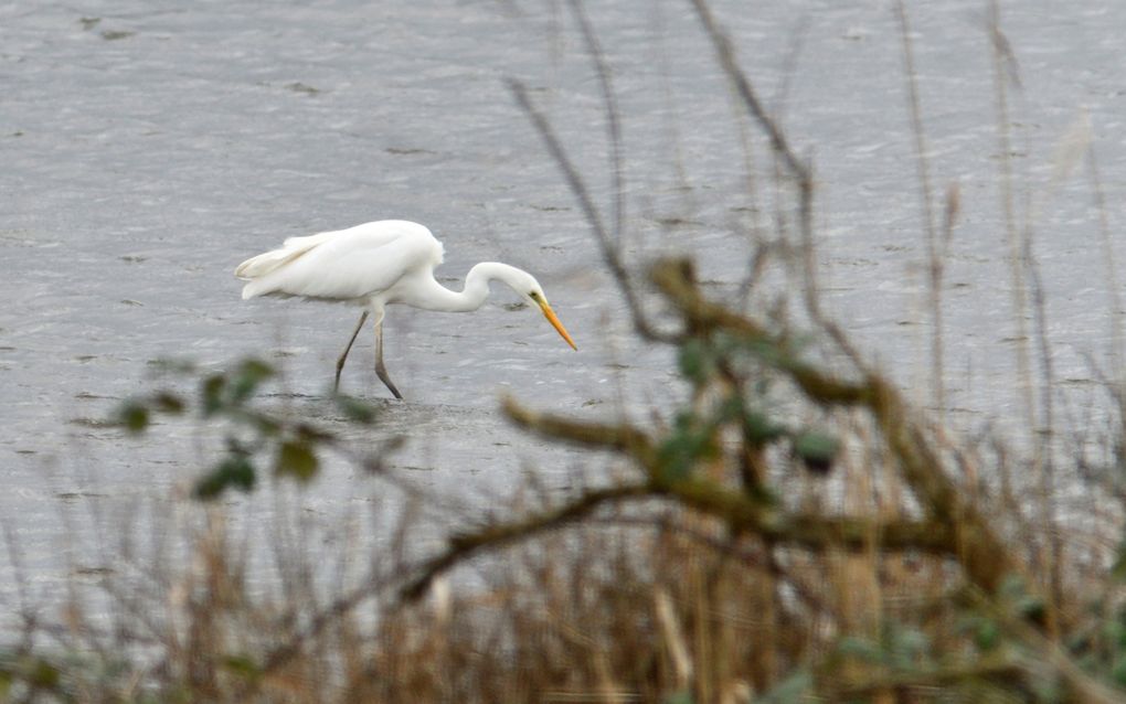 Een grote zilverreiger in natuurgebied Hellegatsplaten, in de buurt van het Zuid-Hollandse Ooltgensplaat. beeld Erald van der  Aa