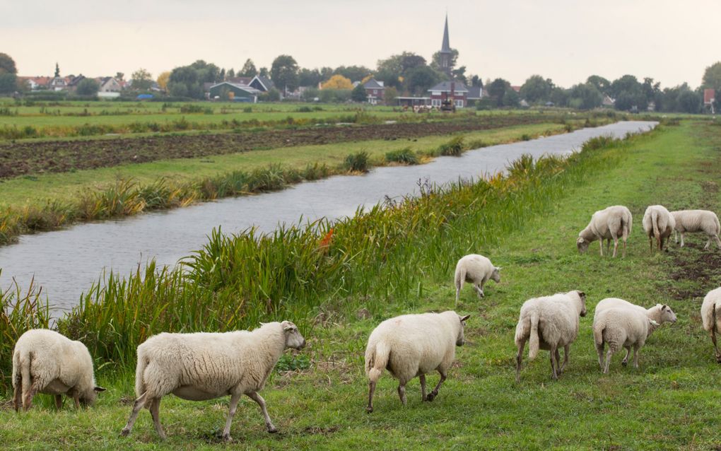 Schapen in de polder bij Waddinxveen. beeld RD, Anton Dommerholt