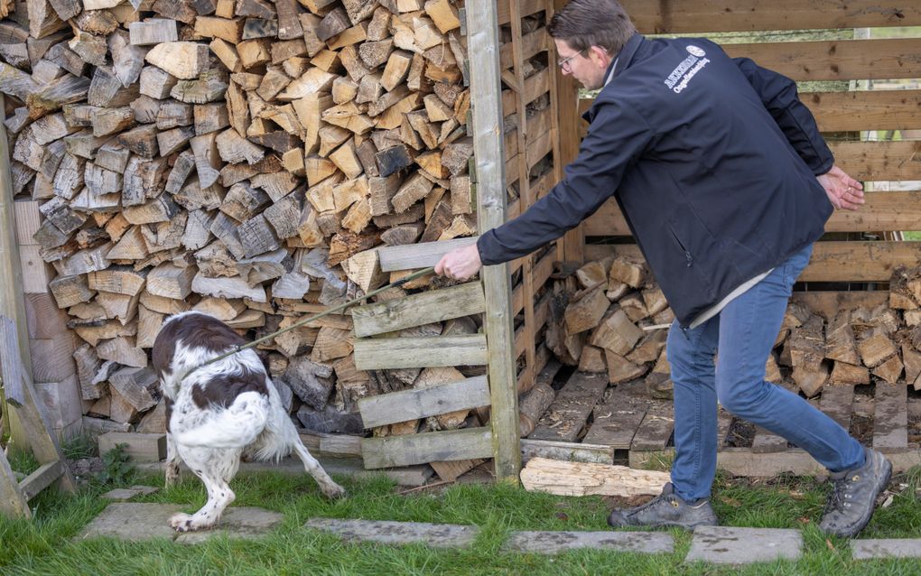 De hond van ongediertebestrijder Bert Akkerman spoort bij Opheusden naar ratten. beeld APA, Sjef Prins 