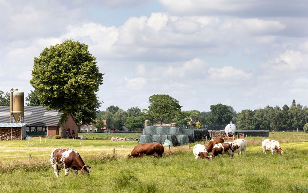 Weidend vee in de buurt van Wekerom, vlak bij de Veluwe. Het kabinet wil de stikstofuitstoot in een zone van 250 meter rond onder meer de Veluwe extra omlaagbrengen. beeld RD, Anton Dommerholt