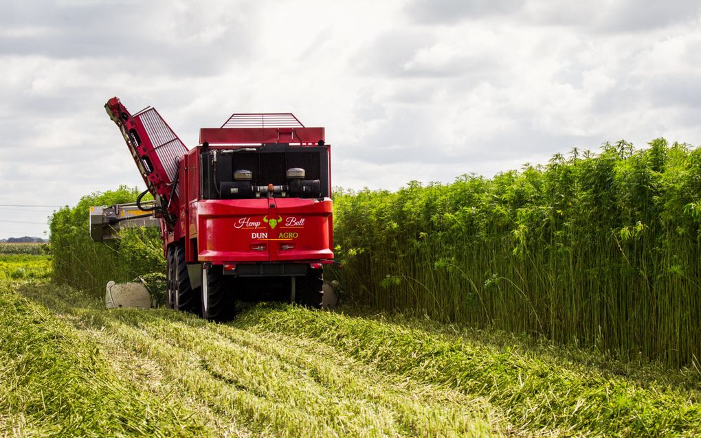 De teelt van hennep ten behoeve van de bouw neemt toe. beeld ANP, Huisman media