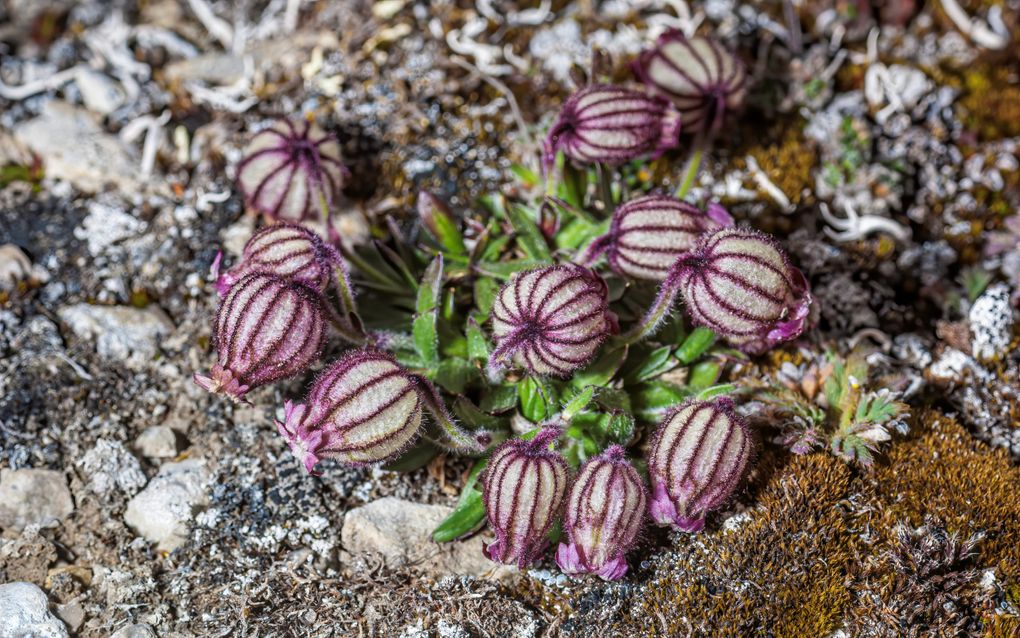 Silene uralensis, een Arctische plant. beeld Getty Images