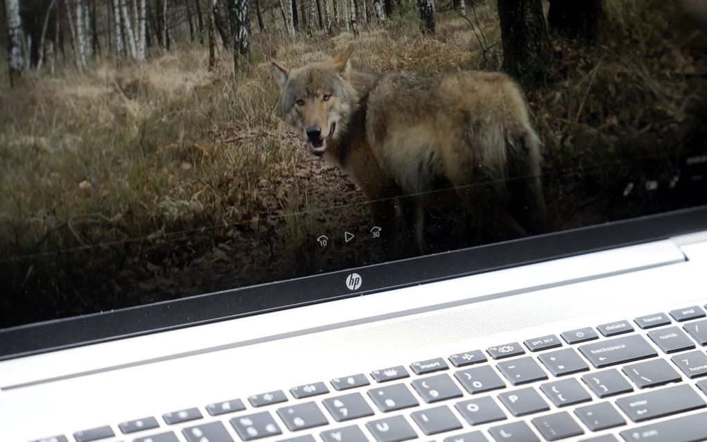 Beelden van een roedel wolven op de Veluwe, gemaakt door een wildcamera. beeld ANP, SANDER KONING