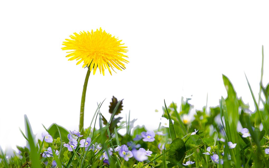 Paardenbloem en draadereprijs. In gazons die tot twintig keer per jaar gemaaid worden, kunnen de blauwe bloempjes zich goed handhaven. beeld Getty Images