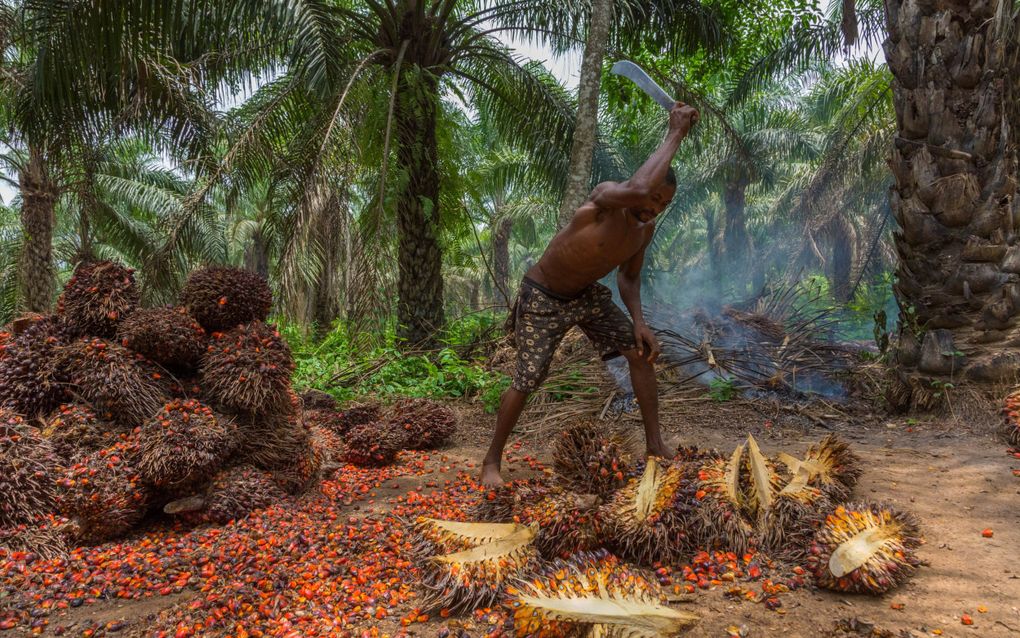 Een boer is aan het werk op een palmolieplantage in Nigeria. beeld Solidaridad, Andrew Esiebo