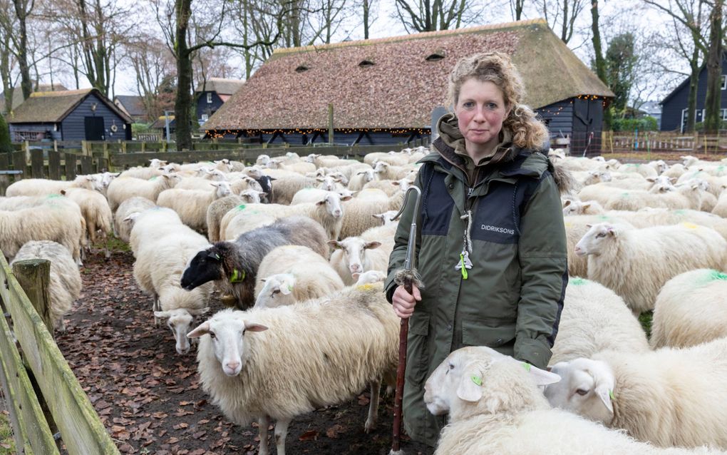 Daphne van Zomeren, schaapherder in Elspeet. De kudde dreigt te verdwijnen doordat omwonenden van een nieuwe locatie bezwaren hebben ingediend. beeld RD, Anton Dommerholt