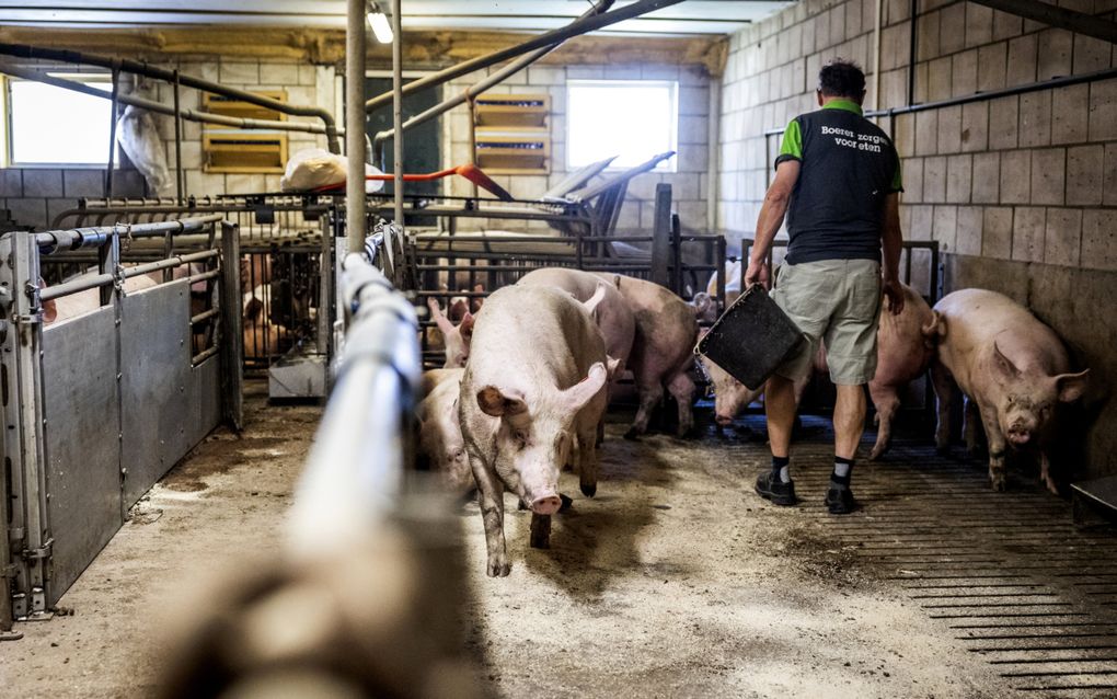 Een Brabantse varkensboer aan het werk tussen zijn dieren. Onderzoek wijst uit dat 7 procent van de intensieve veehouderij meer geuroverlast voor omwonenden veroorzaakt dan de rechter acceptabel vindt. beeld ANP, Jeffrey Groeneweg