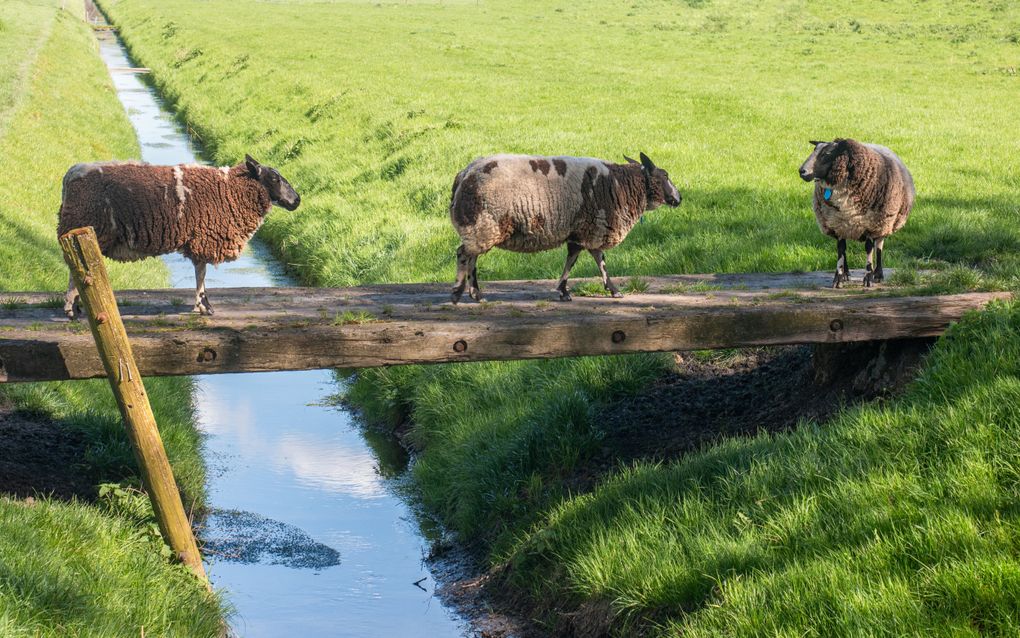 Als één schaap over de dam is, volgen er meer. Dat spreekwoord geldt ook voor sociale verandering. Hoogleraar Jan Willem Bolderdijk: „Het kantelpunt ligt vaak op ongeveer een kwart van de mensen. Dat is hoopvol nieuws voor duurzame veranderingen en voor mensen die hun duurzame handafdruk willen vergroten.” beeld Getty Images