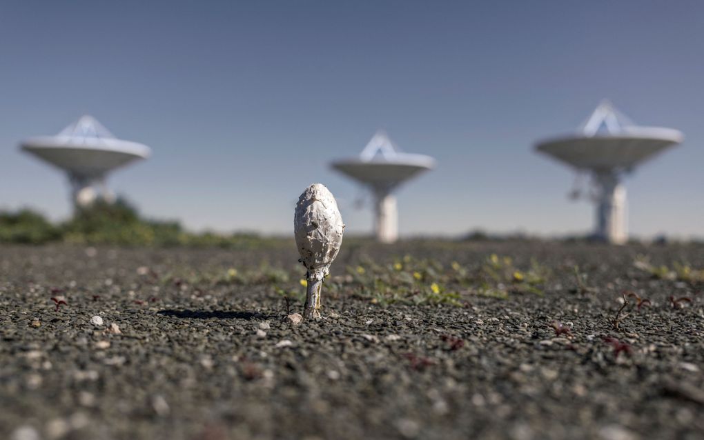 Masten van radiotelescopen in het Zuid-Afrikaanse park Meerkat. Op de voorgrond een paddestoel. beeld AFP, MARCO LONGARI / AFP)