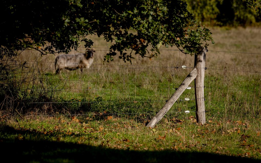 Wolfwerende afrastering bij een schapenhouder in Drenthe, geplaatst om schapen te beschermen tegen de wolf. beeld ANP, Robin van Lonkhuijsen