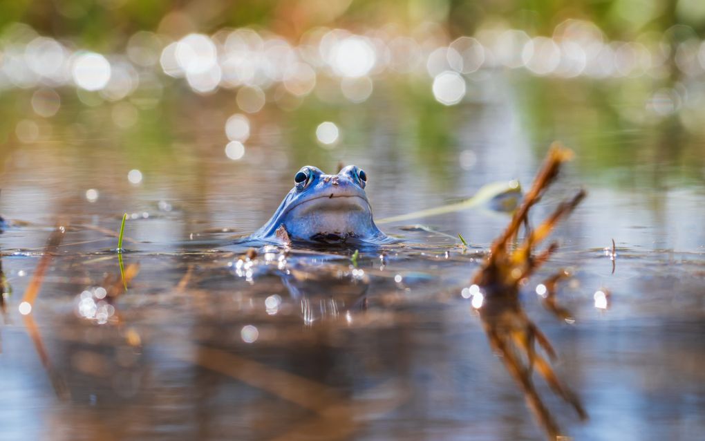 De larven van de heikikker kruipen in juni aan land. Als poelen voor die tijd droogvallen, overleven de larven dat niet. Op de foto een blauw mannetje. beeld Getty Images