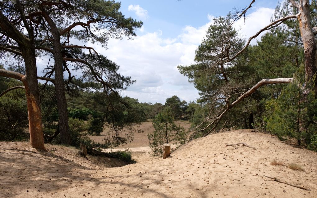 Geen trekvogel, wel wild