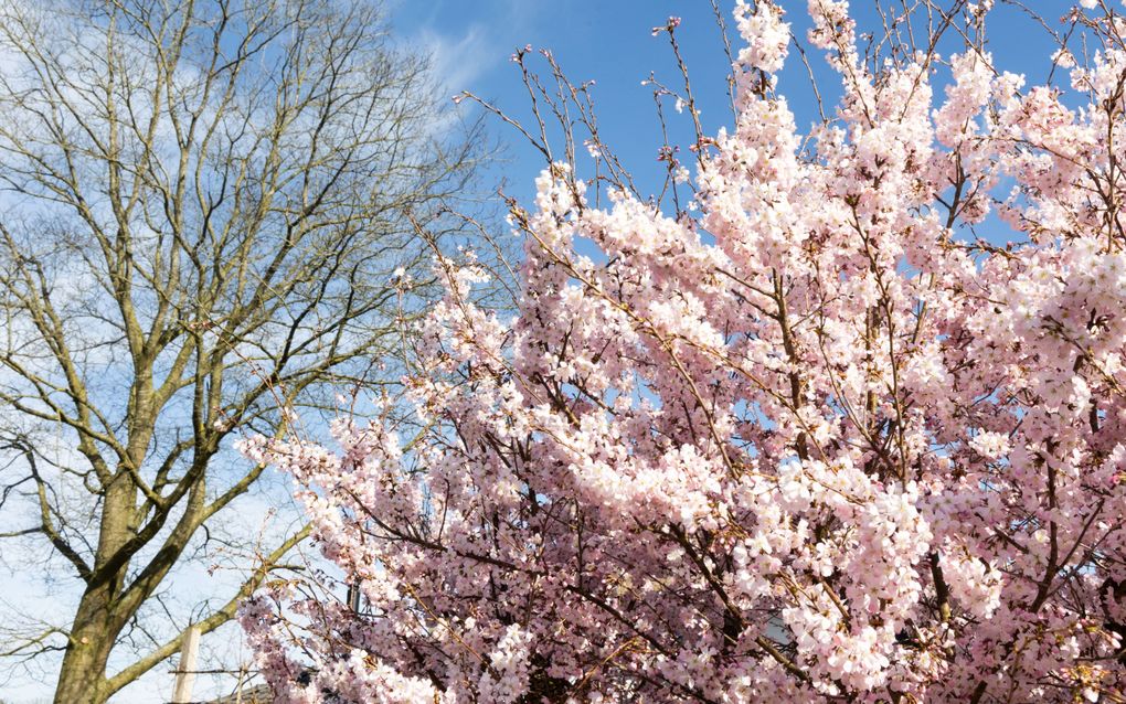 Bloeiende prunus. beeld RD, Anton Dommerholt