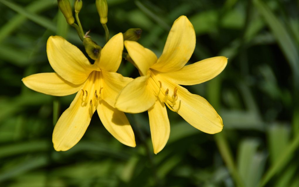 Hof verbiedt lelieteelt bij Sevenum (Limburg) tot 2028