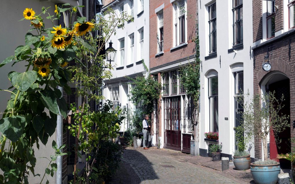 Zonnebloemen in een straatje.