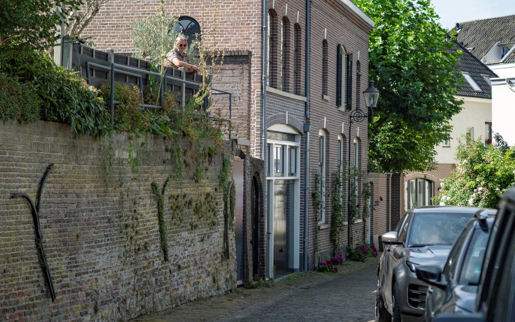 Grote muurankers op oude muur.