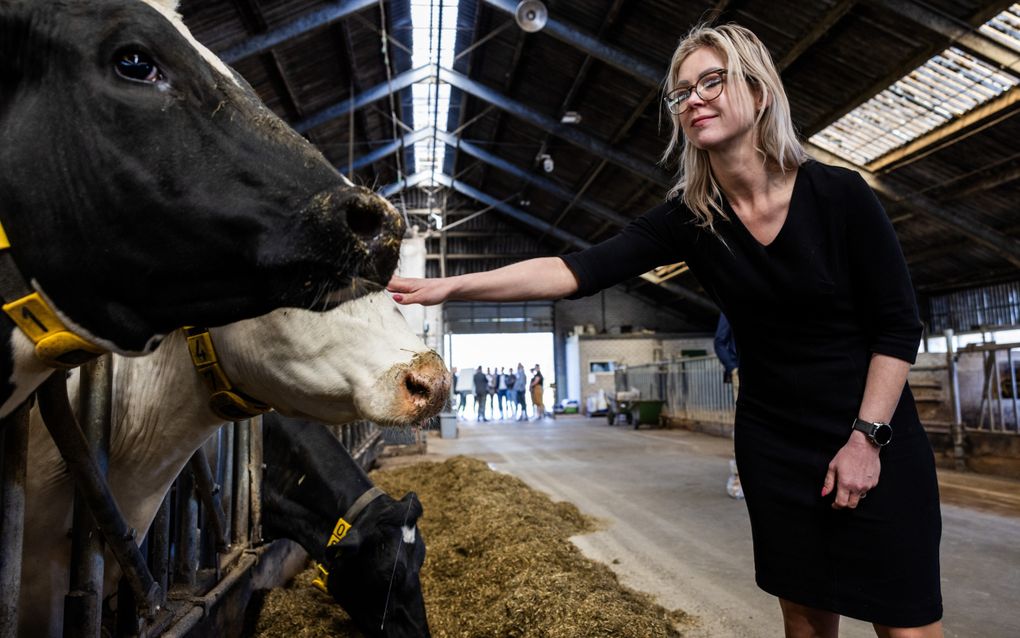 Minister Wiersma, een jonge blonde vrouw gekleed in een zwart jurkje, aait in een stal een koe.