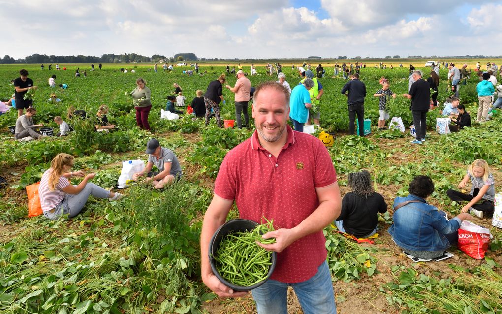 Honderden mensen plukken gratis maaltje sperziebonen bij de familie De Graaf in Nieuwendijk