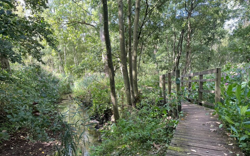 Vlonderpad met een bruggetje langs een beek.