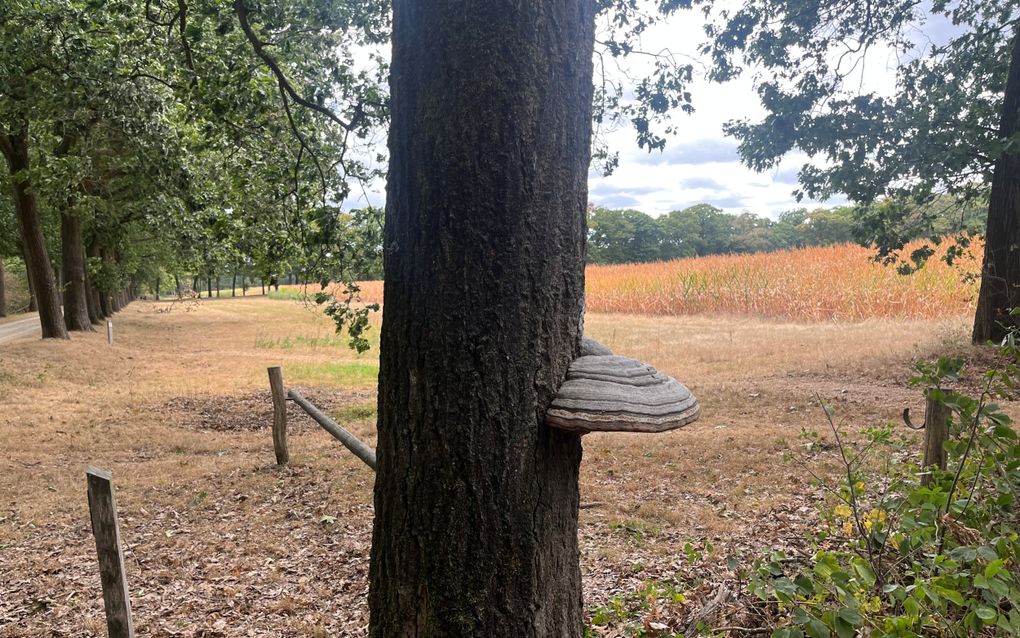 Boom met een elfenbankje, op de achtergrond een maisveld.