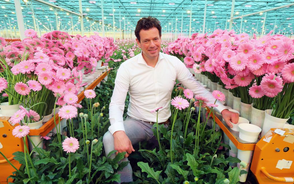 Bij de Brakelse gerberakweker Marius Mans van Mans Flowers is het jaarrond zomer. Met een productie van 60 miljoen stelen op jaarbasis en 23 soorten is Mans een van de grootste gerberakwekers van ons land. beeld VidiPhoto
