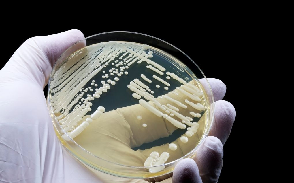Europe Fungus Outbreak: Risks and At-Risk Groups