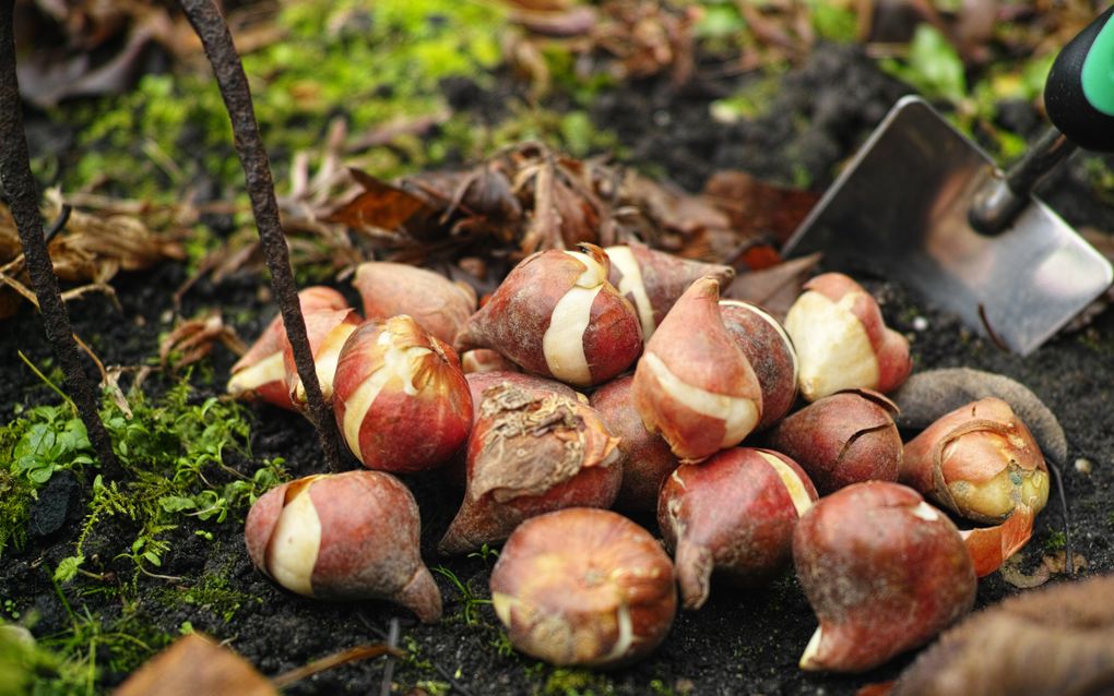 Een handvol bruine tulpenbollen ligt klaar om geplant te worden. Op de achtergrond rechts een klein zilverkleurig tuinschepje met een groen handvat.
