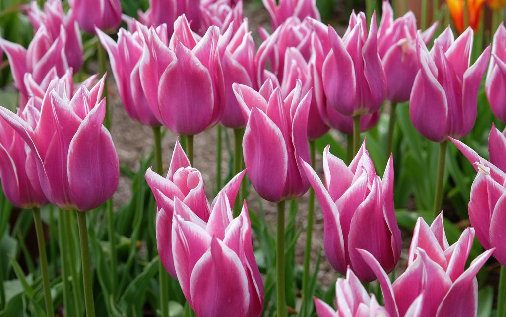 Bloeiende paarsroze tulpen. Aan de kelkbladeren zit een wit randje.